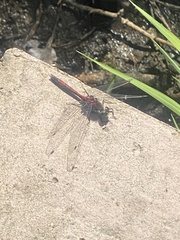 Leucorrhinia borealis