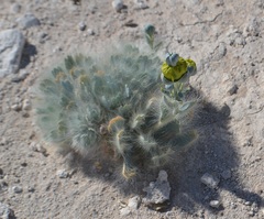 Arctomecon californica