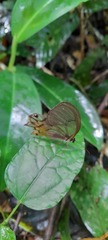Haetera