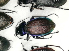 Carabus regalis