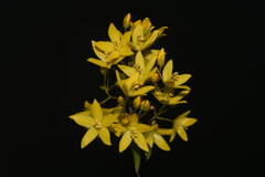 Lysimachia fraseri