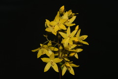 Lysimachia fraseri