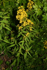 Lysimachia fraseri