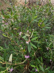 Boronia foetida