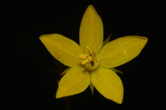 Lysimachia fraseri