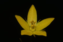 Lysimachia fraseri