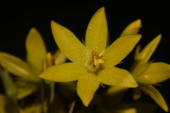 Lysimachia fraseri