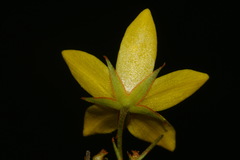 Lysimachia fraseri