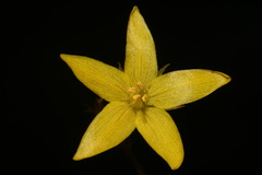 Lysimachia fraseri