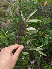 Boronia foetida