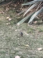 Colorhamphus parvirostris