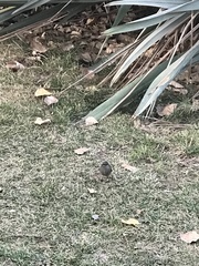 Colorhamphus parvirostris