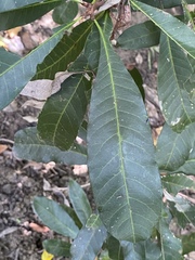Buchanania arborescens