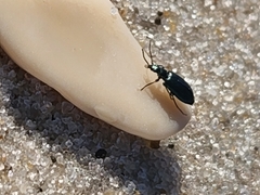 Lebia