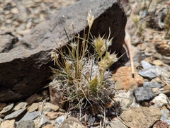 Scleropogoninae