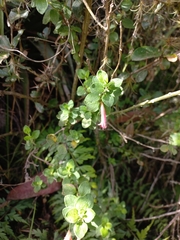 Clinopodium tomentosum