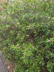 Boronia foetida