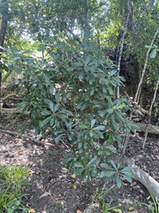 Buchanania arborescens