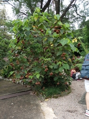 Dombeya wallichii