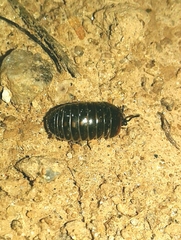 Glomeris lusitana