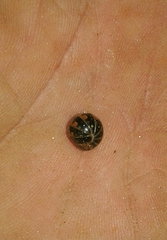 Glomeris lusitana