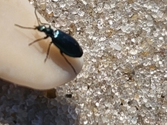 Lebia