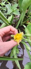 Limnocharis