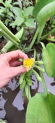 Limnocharis