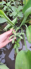 Limnocharis