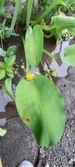 Limnocharis