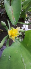 Limnocharis