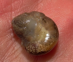 Kerkophorus