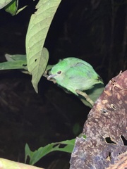 Lepidothrix coronata