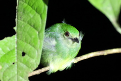 Lepidothrix coronata