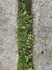 Sagina procumbens