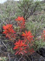 Castilleja covilleana