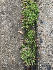 Sagina procumbens