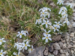 Leptosiphon nuttallii pubescens