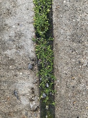 Sagina procumbens