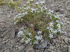 Leptosiphon nuttallii pubescens