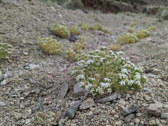 Leptosiphon nuttallii pubescens