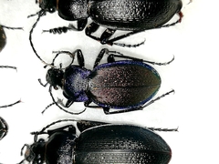 Carabus regalis