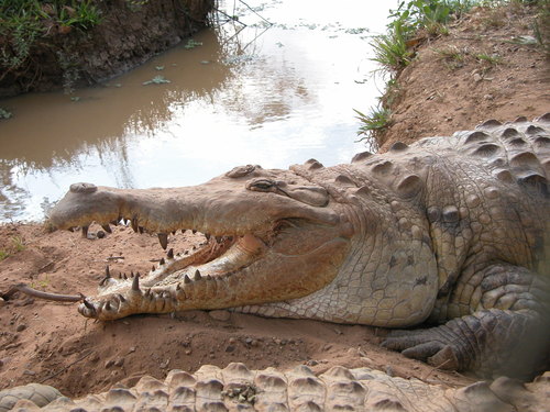Orinoco crocodile, Crocodylus intermedius