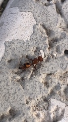 Dasymutilla heliophila