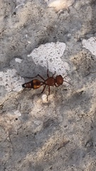 Dasymutilla heliophila