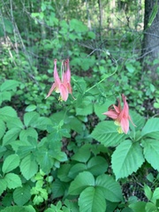 Aquilegia canadensis