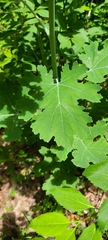 Macleaya cordata