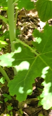 Macleaya cordata