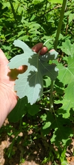 Macleaya cordata