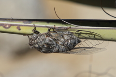 Cacama californica